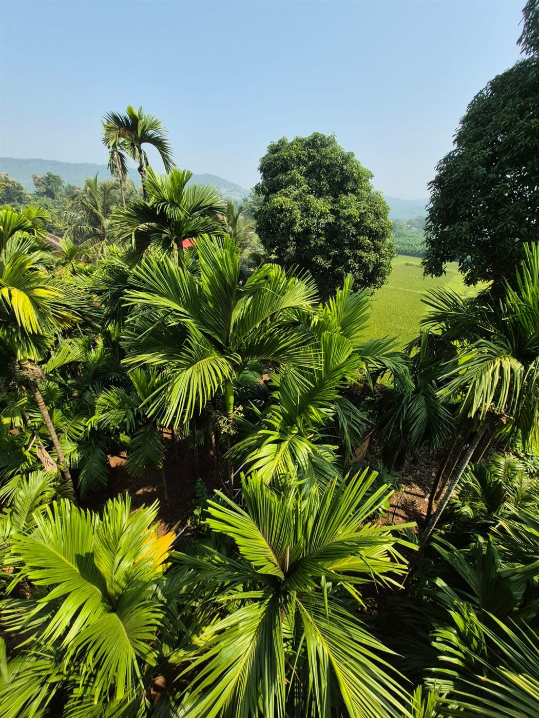 Areca and mango trees in the resort orchard with paddy fields beyond
