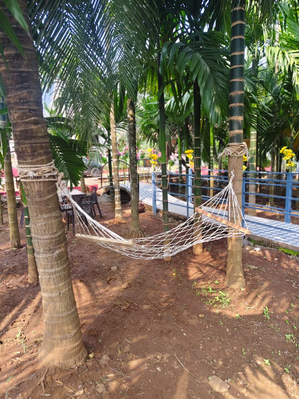 Rope hammock tied between palm trunks in the shaded grove